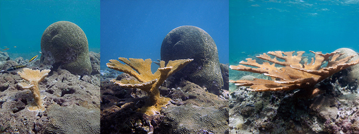 The growth of this thriving, transplanted elkhorn coral near Vega Baja, Puerto Rico is evident in 2009 (left), 2010 (middle), and 2014 (right). (NOAA) From left to right: Transplanted elkhorn coral growing larger and larger.